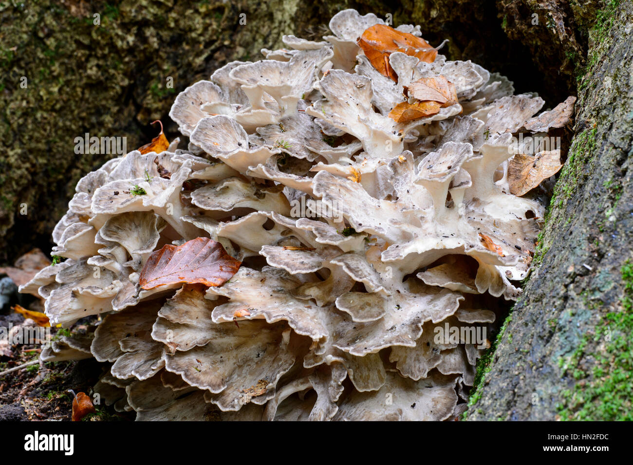 Hen of the Woods fungi (Grifola frondosa Stock Photo Alamy