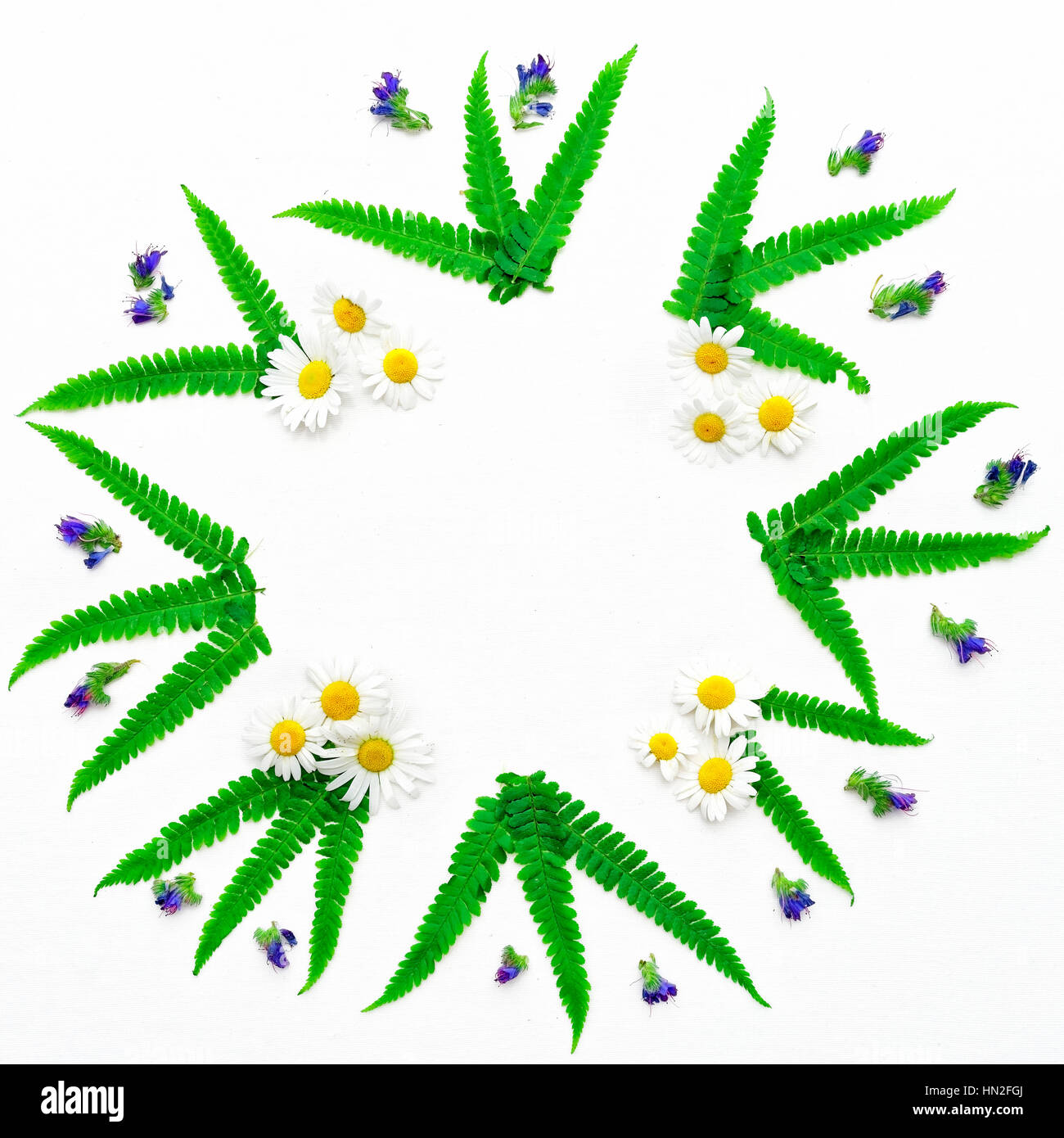 Wreath of chamomile, purple wild flowers and leaves of green fern on white background. Flat lay. Stock Photo