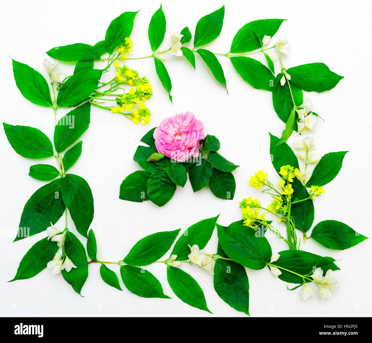 Wreath of pink tea rose, jasmine flowers and leaves and yellow field