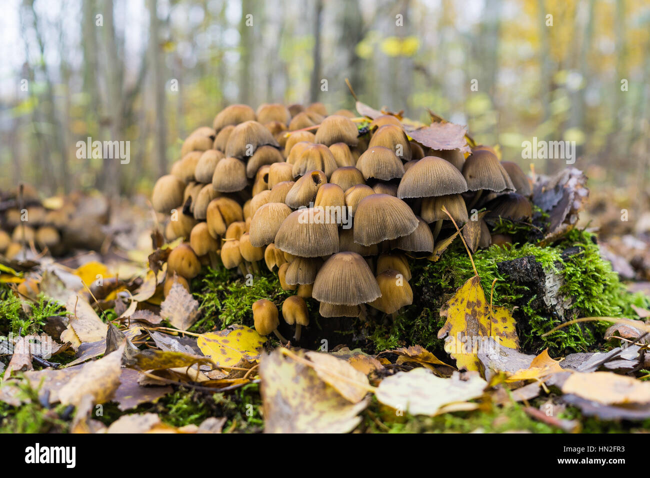 closeup of a group of fungi Stock Photo - Alamy