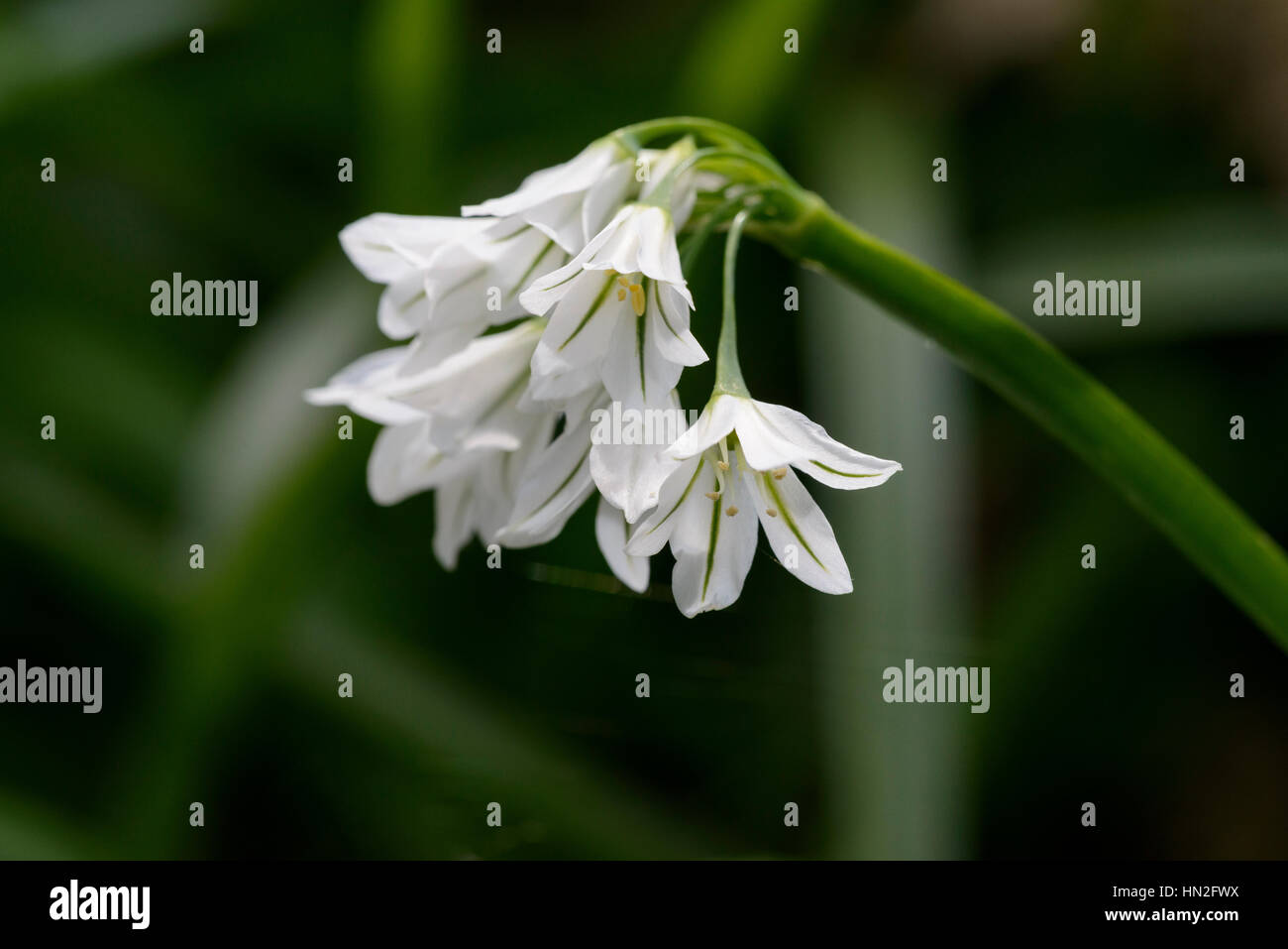 Three-cornered Garlic (Allium triquetrum) flower Stock Photo