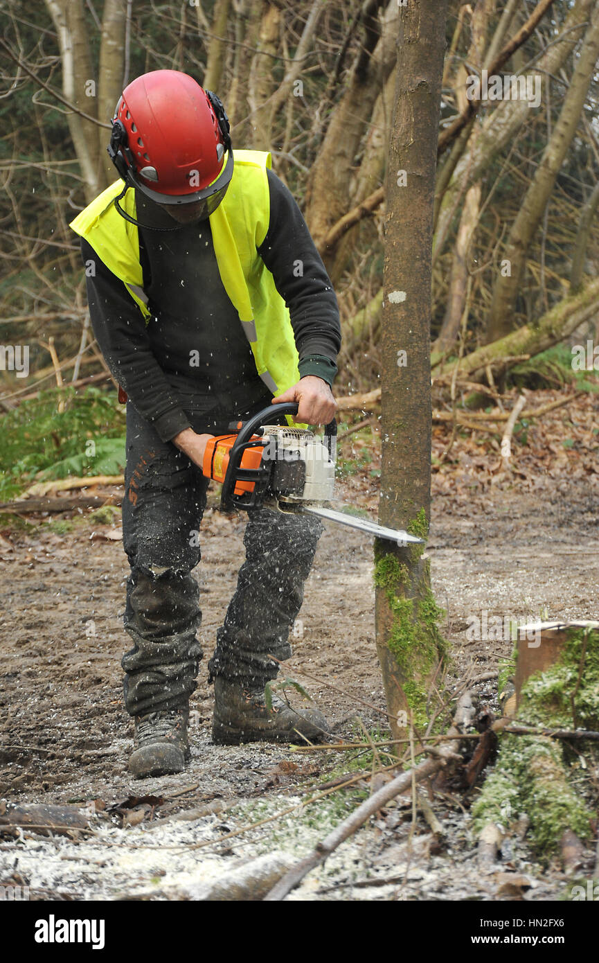 Man using a chainsaw to cut down small trees in woodland Stock Photo