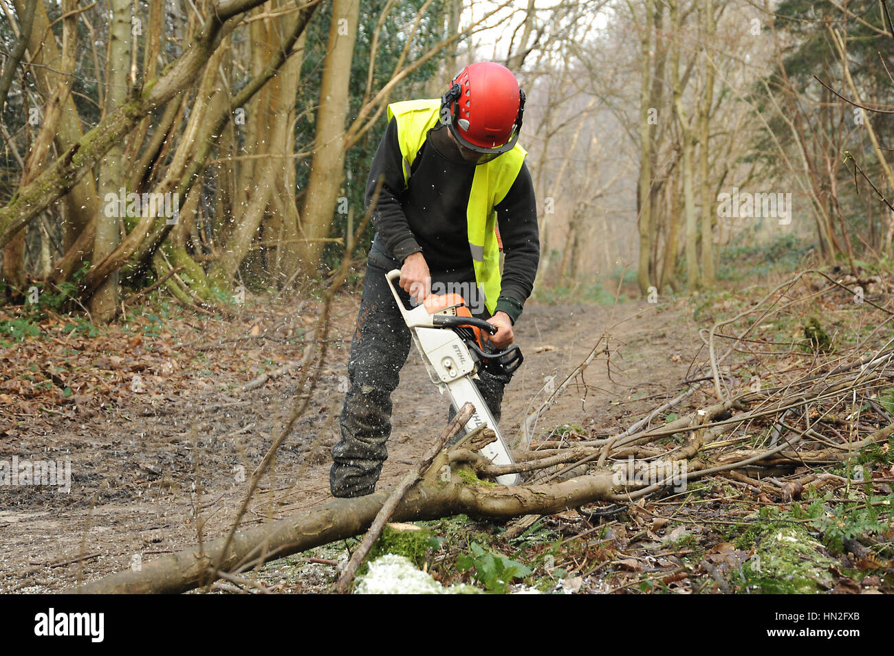Man using a chainsaw to cut down small trees in woodland Stock Photo Alamy