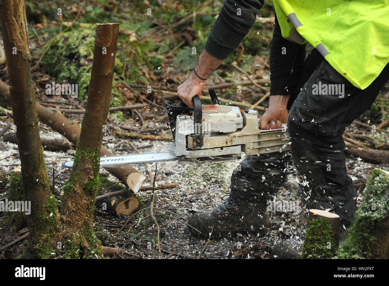 Man using a chainsaw to cut down small trees in woodland Stock Photo ...