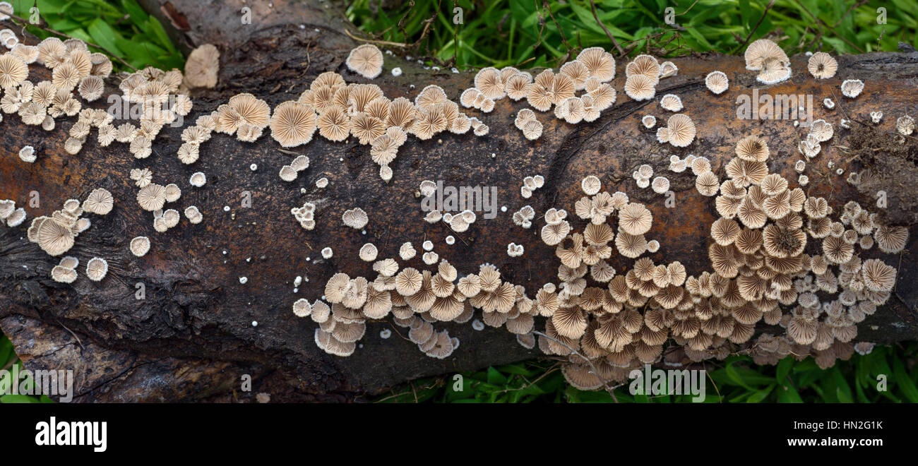 Clusters of many split gill (Schizophyllum commune) mushrooms on fallen