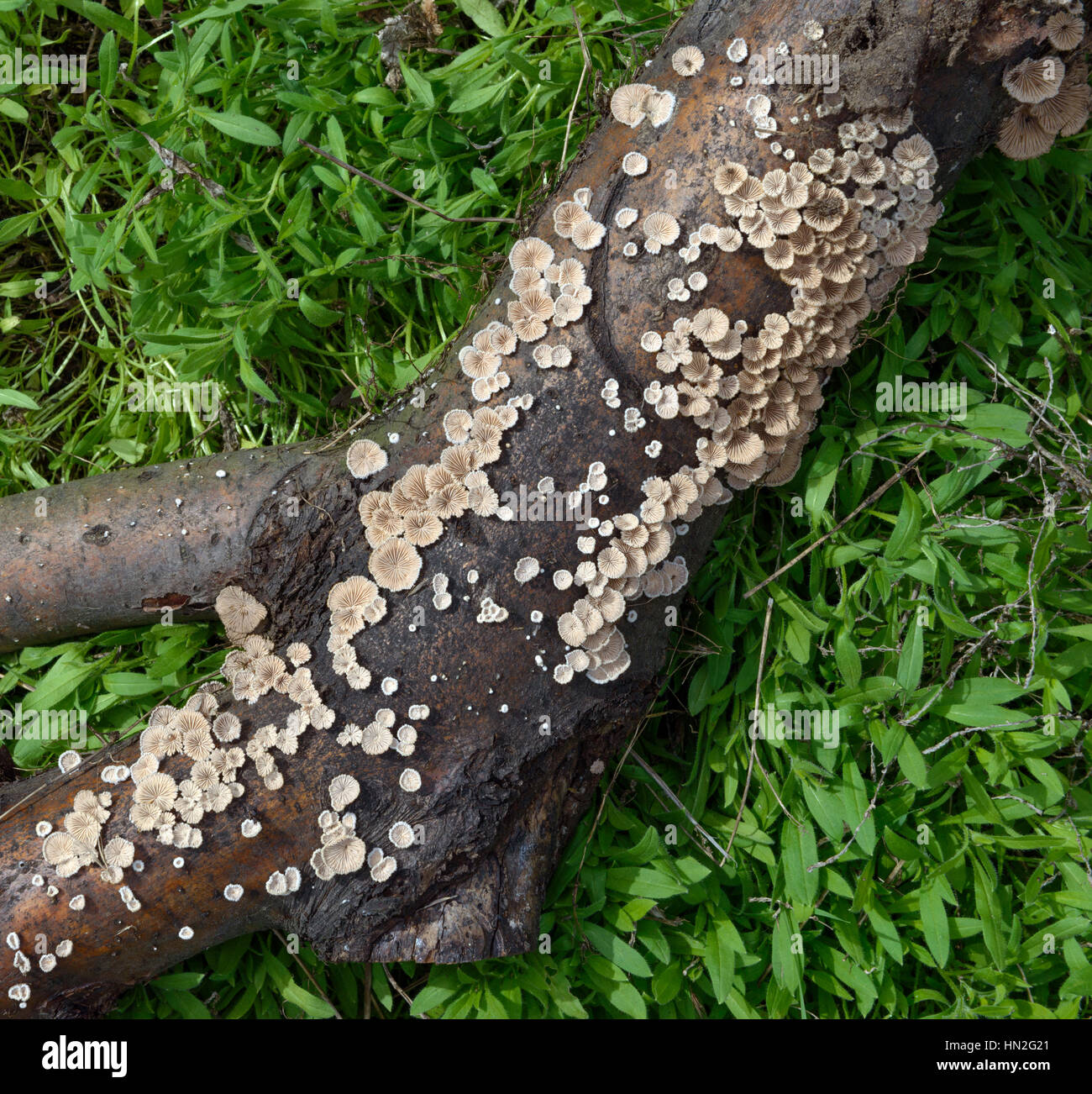 Clusters of many split gill (Schizophyllum commune) mushrooms on fallen tree branch. Stock Photo
