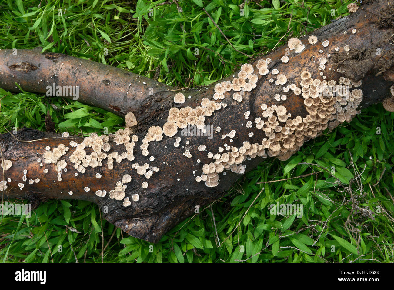Clusters of many split gill (Schizophyllum commune) mushrooms on fallen tree branch. Stock Photo