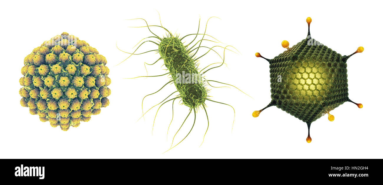 Herpes virus , Salmonella bacterium and Adenovirus , Set of microscopic germs that cause infectious diseases , isolated on white Stock Photo