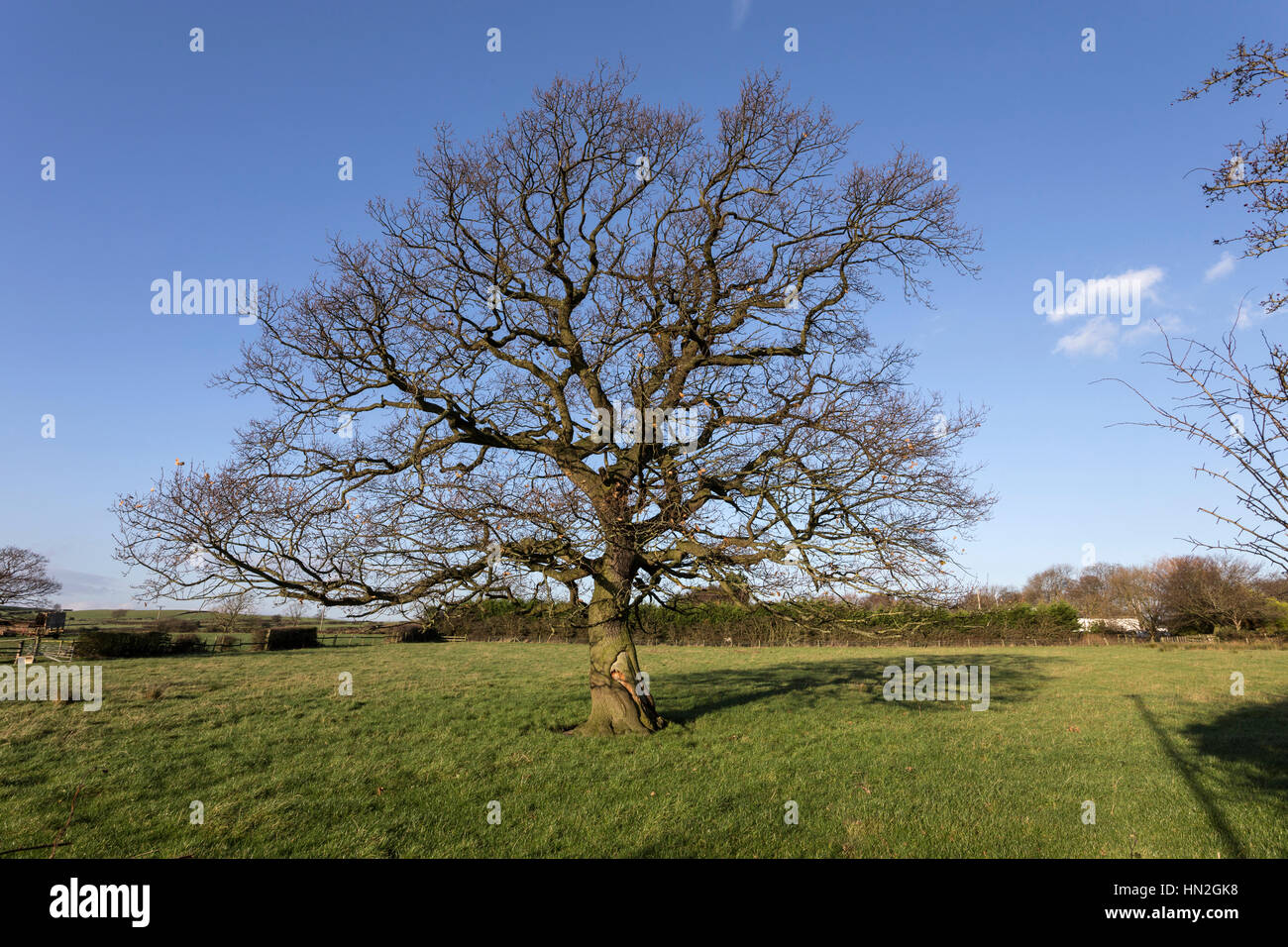Oak tree without leaves in Autumn and Winter, a series shot from the same camera position. Stock Photo