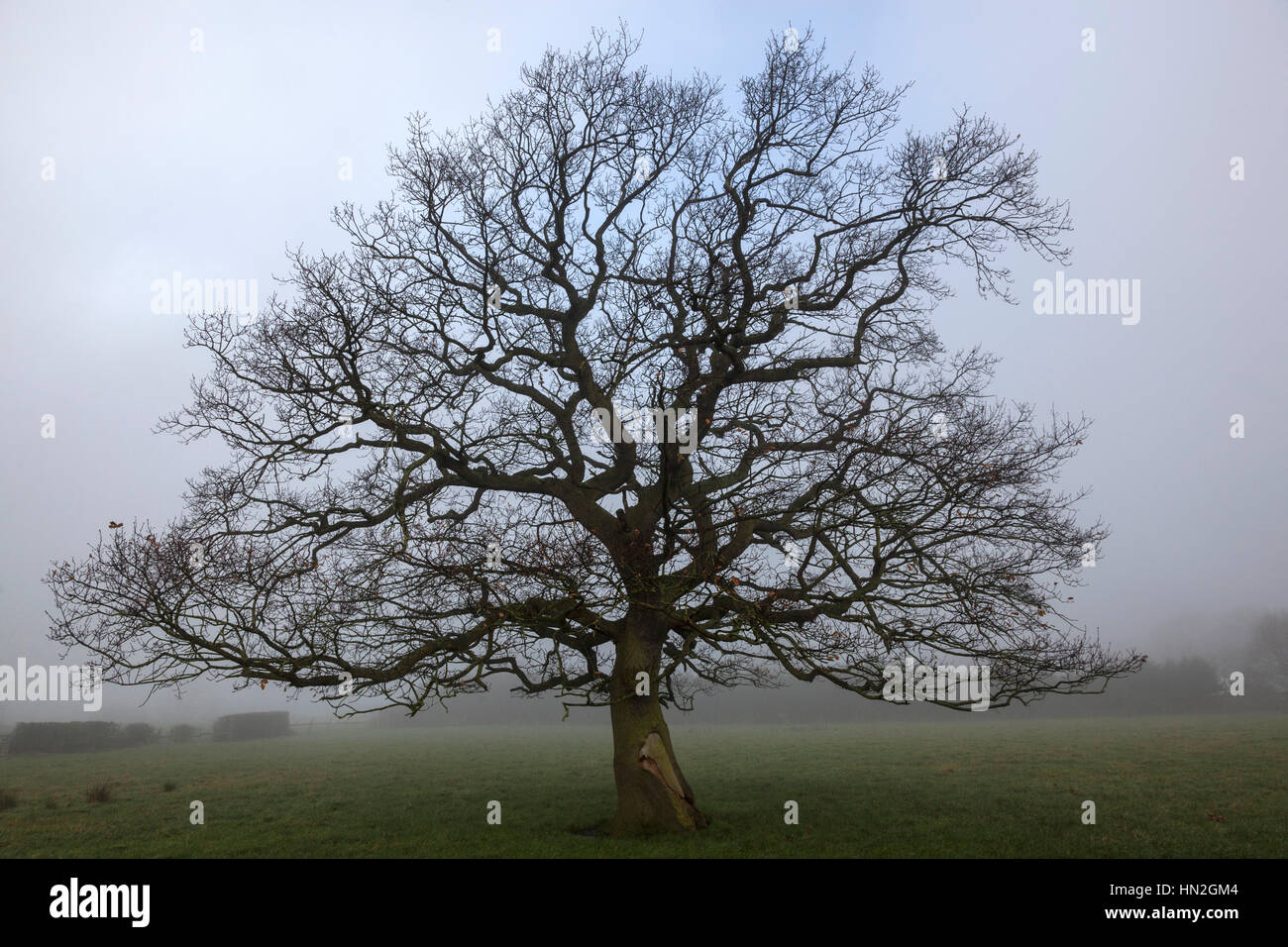 Oak tree without leaves in Autumn and Winter, a series shot from the same camera position. Stock Photo