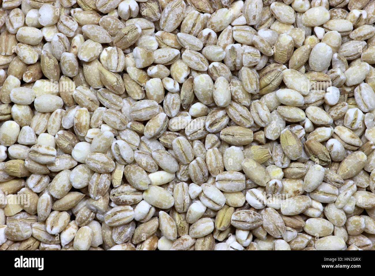barley grains for background use Stock Photo