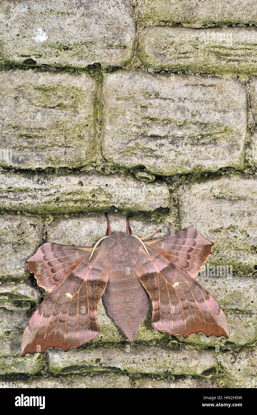Female Poplar Hawk moth (Laothoe Populi) resting on a brick wall Stock Photo