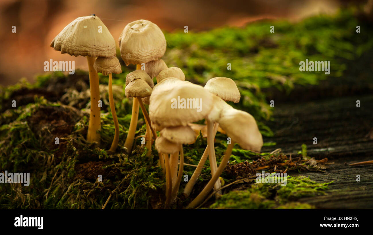 some little mushrooms Stock Photo
