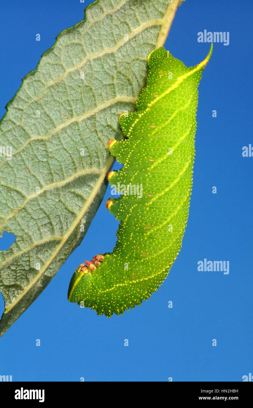 Moth larvae hires stock photography and images Alamy