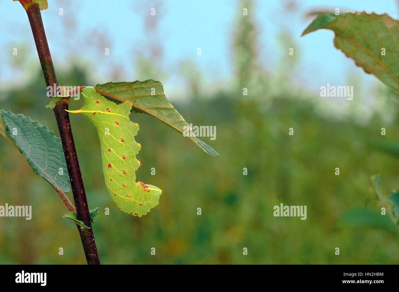 Poplar Hawk Moth larvae (Laothoe Populi) resting on a sallow leaf Stock