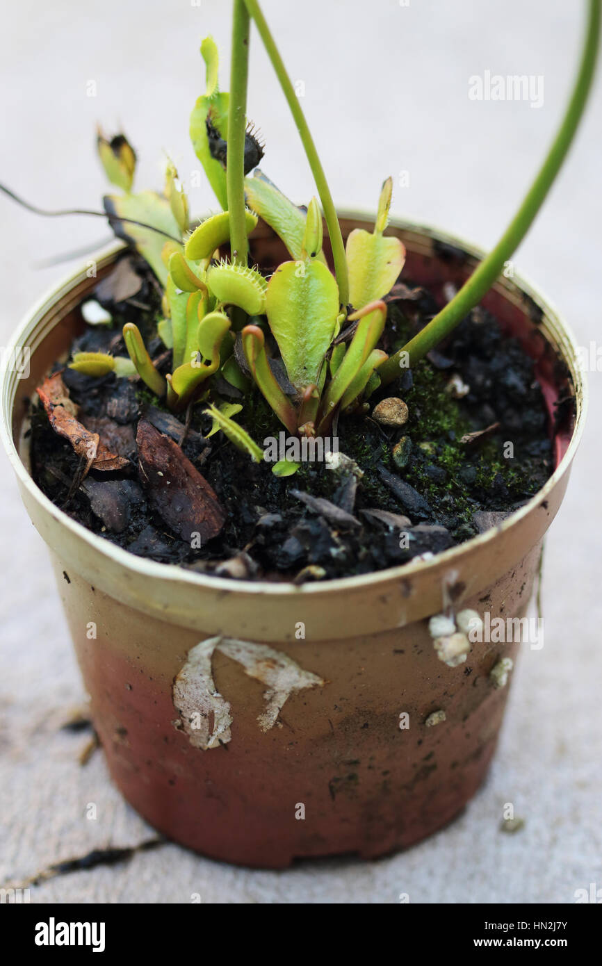 Close up of Venus flytrap or known as Dionaea muscipula growing in a pot with new growth plant - isolated Stock Photo