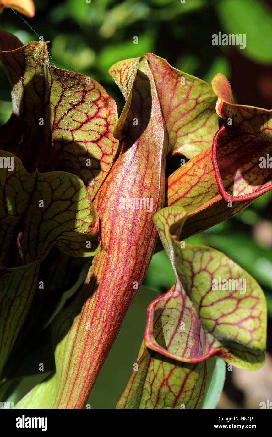 Close up of Canivorous yellow pitcher plants Stock Photo
