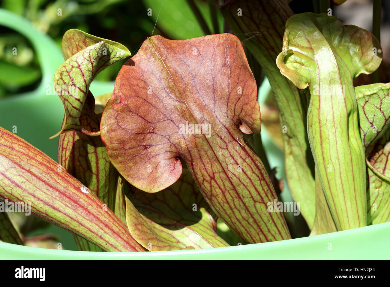 Close up of Canivorous yellow pitcher plants Stock Photo