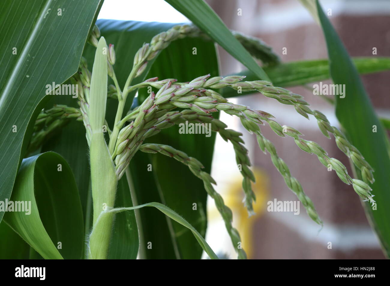 Close up Glass Gem Corn Maize flowers Stock Photo