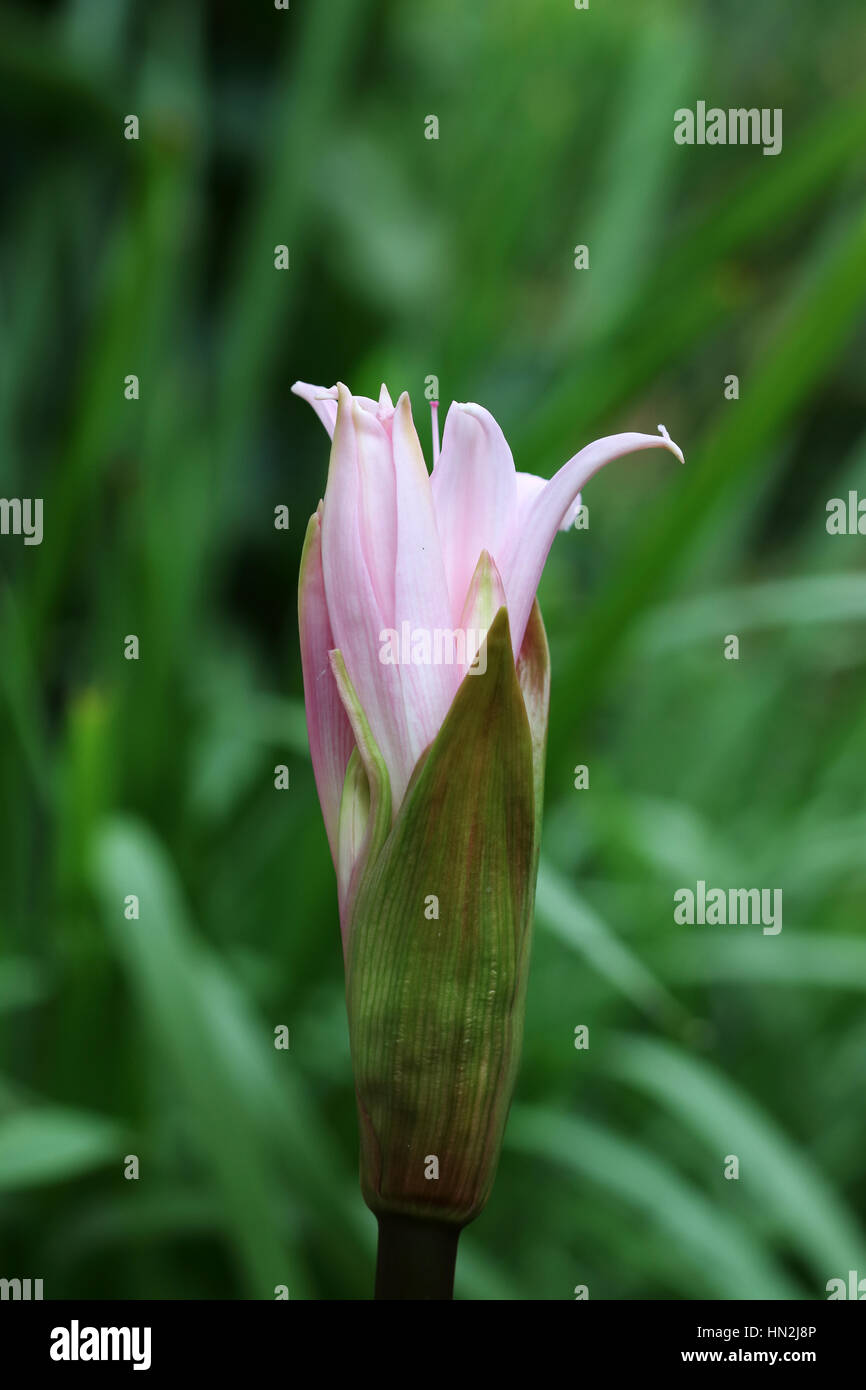Jersey lily hi-res stock photography and images - Alamy