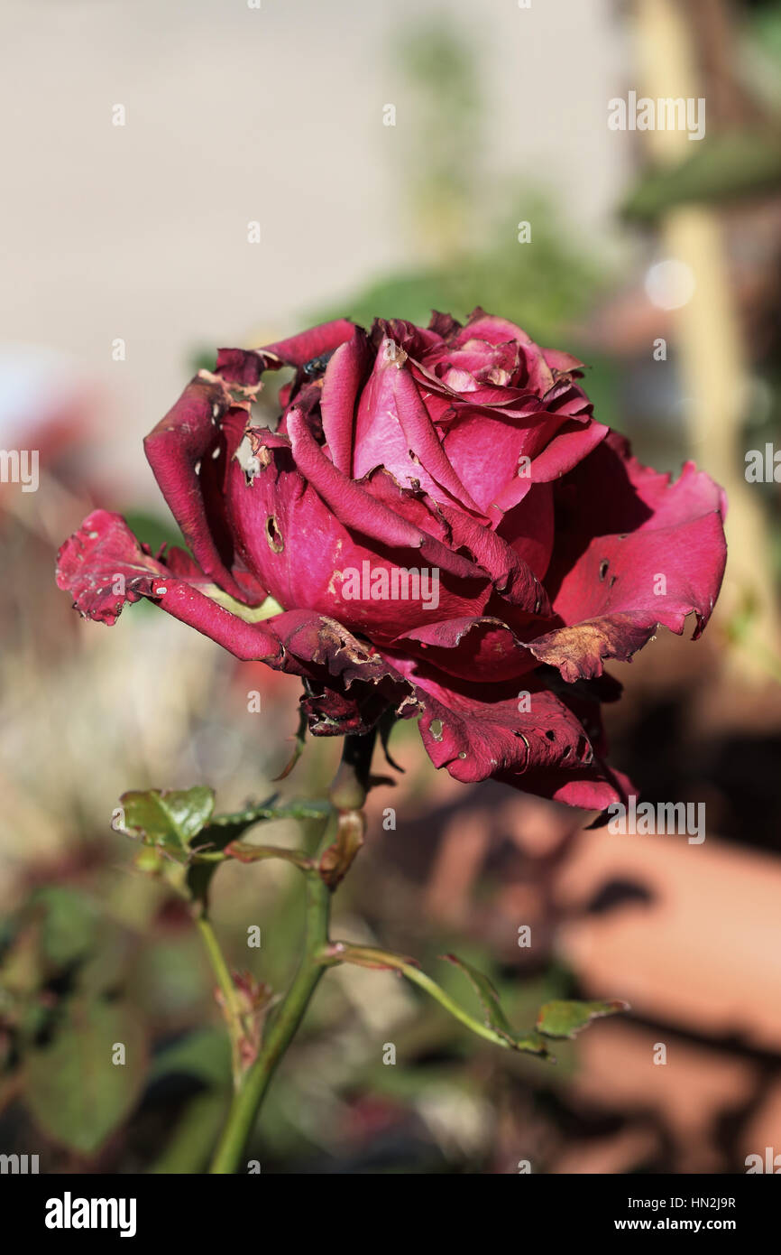 The sick rose hires stock photography and images Alamy