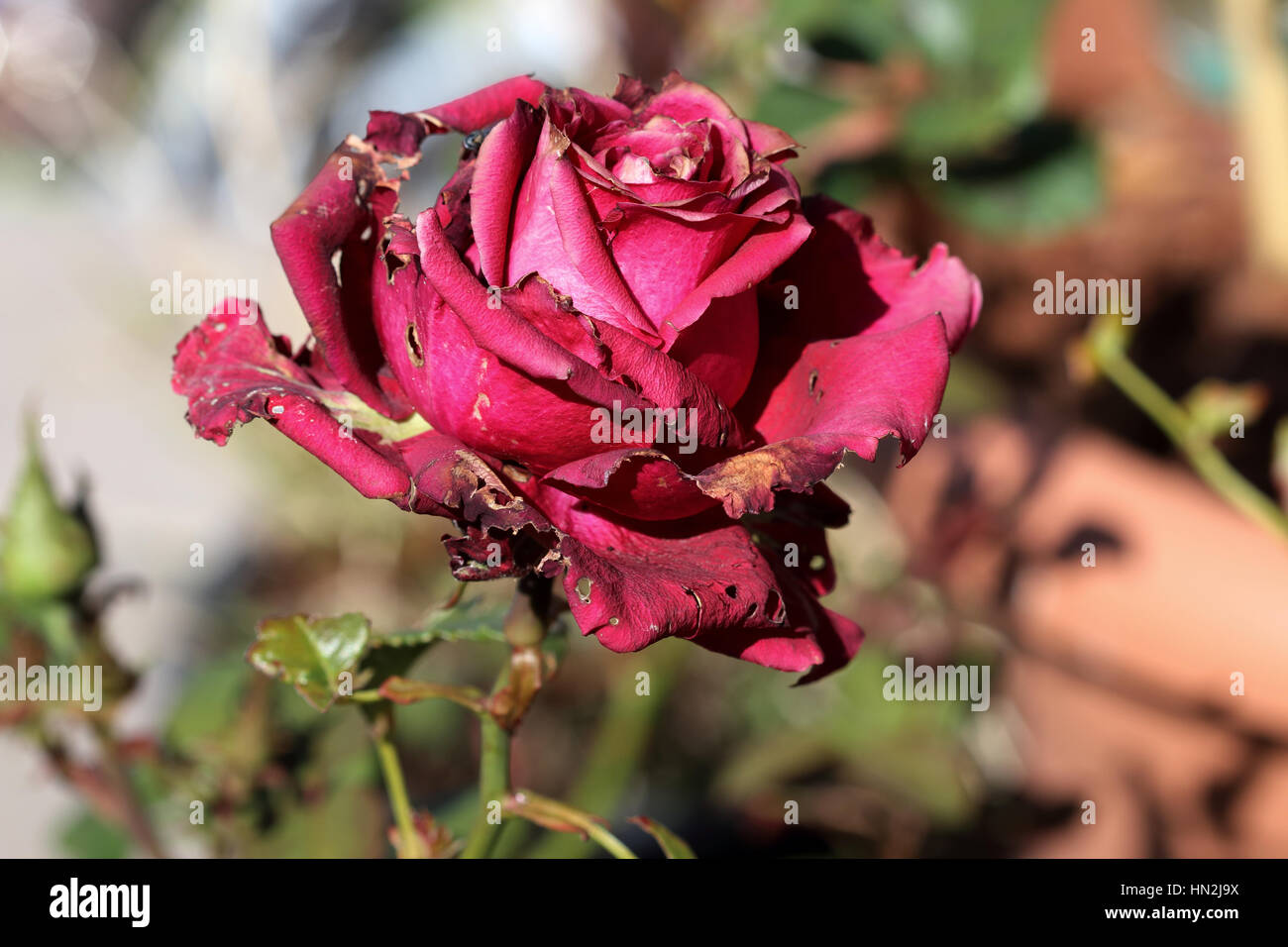 Diseased rose hi-res stock photography and images - Alamy