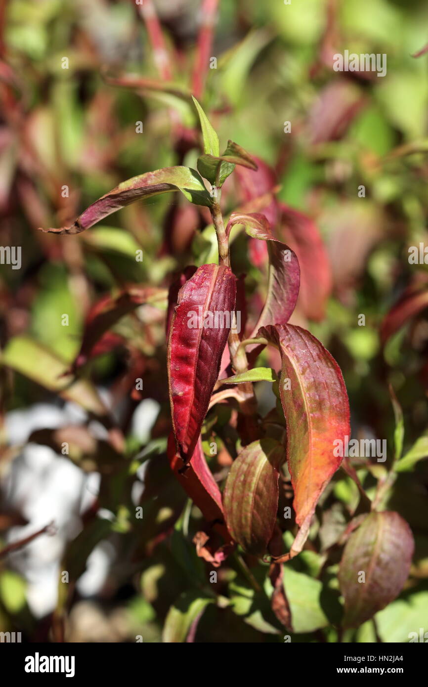 Close up Vietnamese mint, Persicaria odorata dying due to hot weather Stock Photo