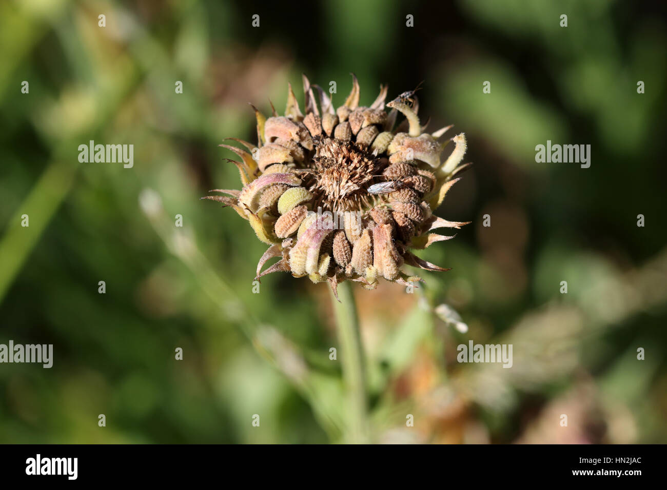 Pot marigold seed head hi-res stock photography and images - Alamy