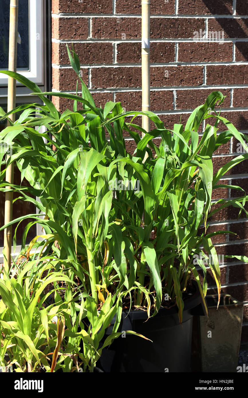 Young corn plants growing hi-res stock photography and images - Alamy