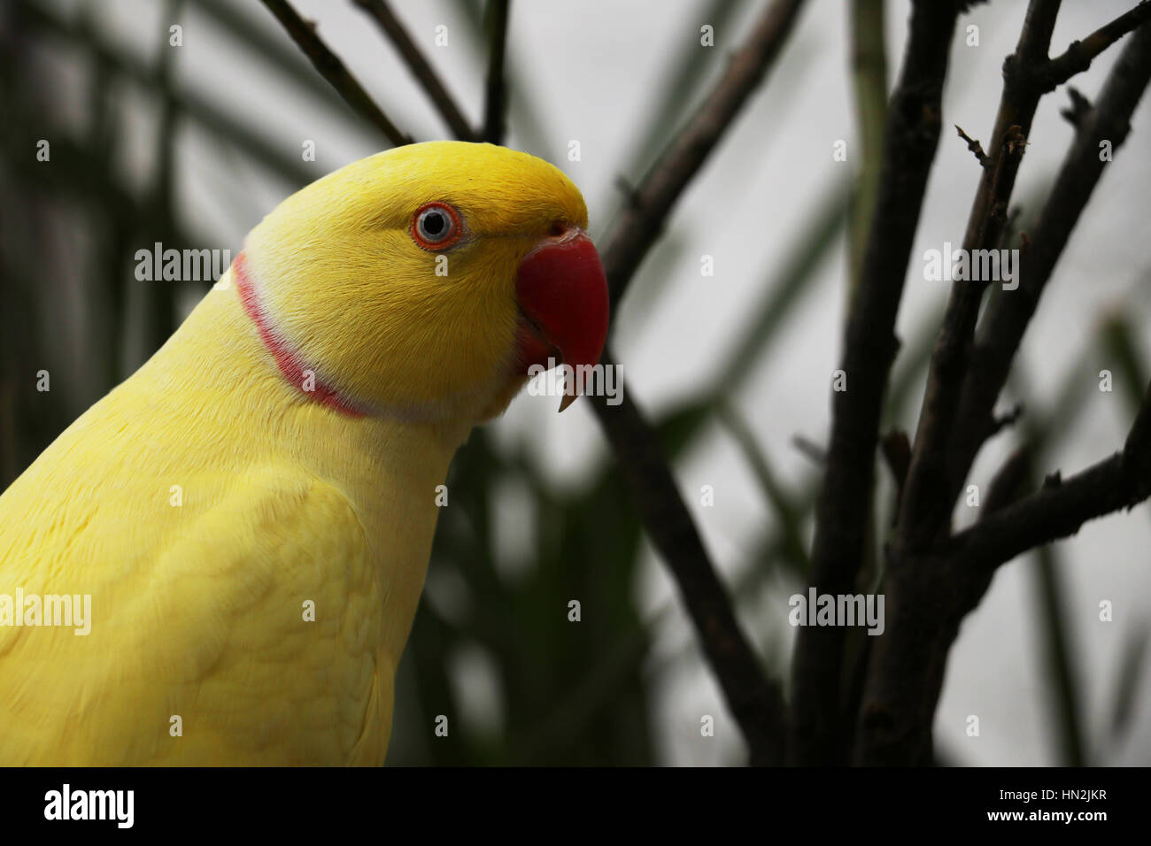 Lutino indian ringneck, male 1 year old | canon xs, canon 50… | Flickr