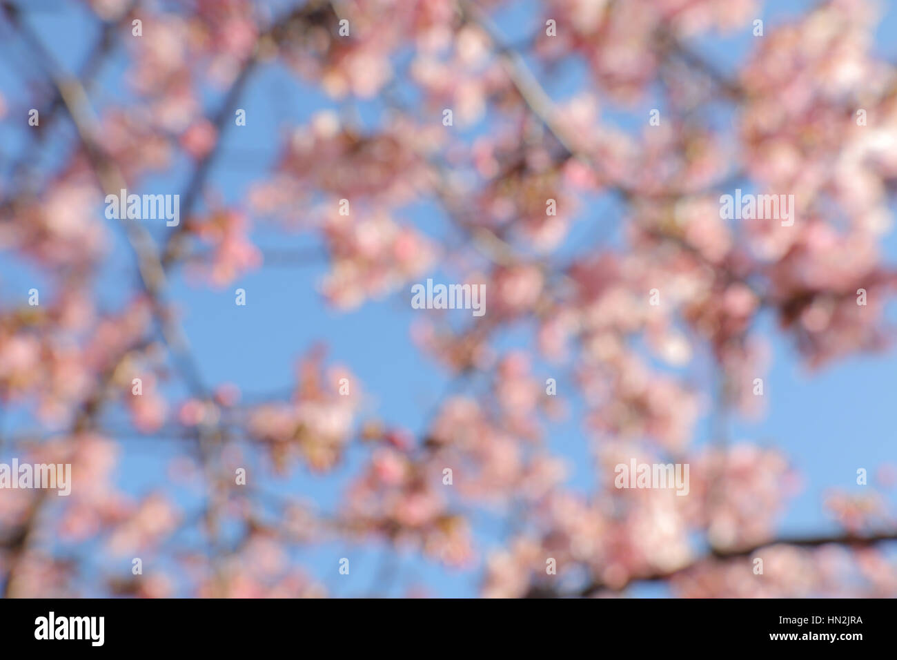 blurry cherry blossom abstract on blue sky Stock Photo - Alamy