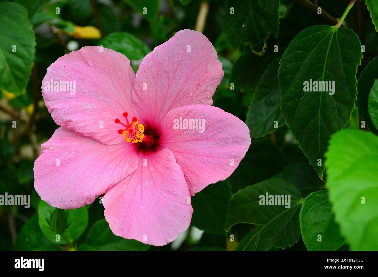 Hawaii, The Big Island Stock Photo Alamy