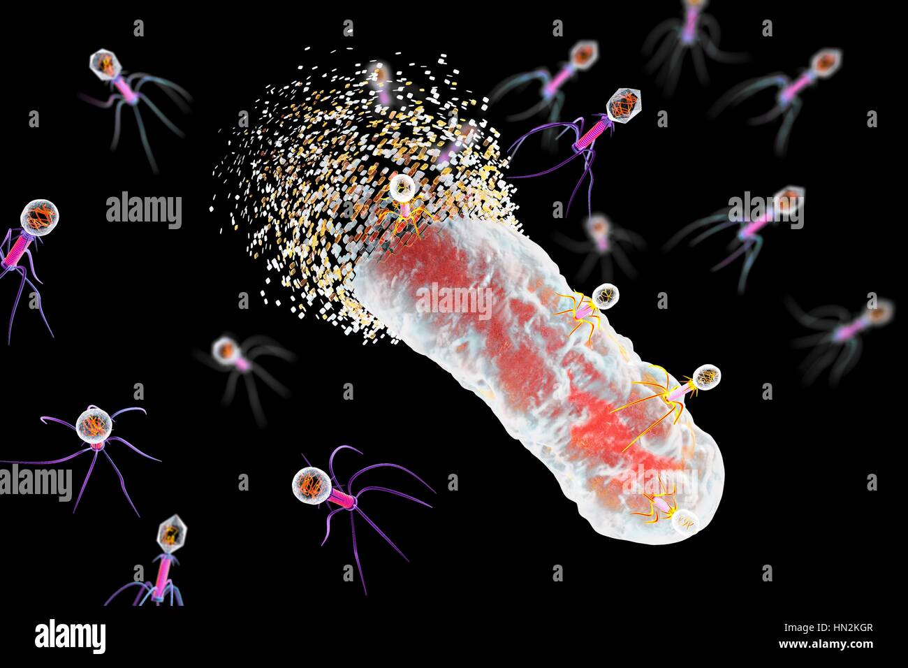 Bacteriophages hi-res stock photography and images - Alamy