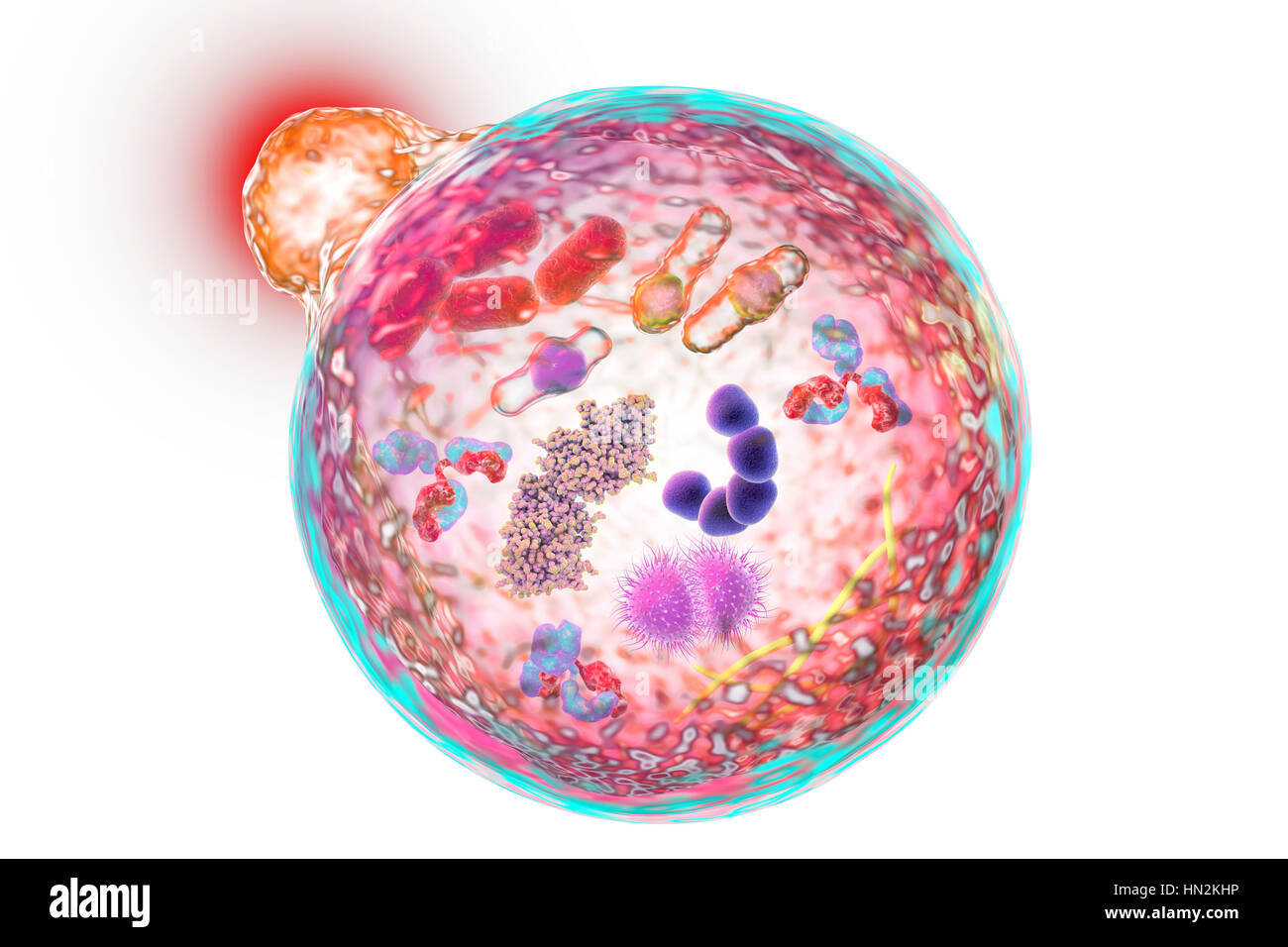 Autophagy. Computer illustration of a lysosome (orange) fusing with an autophagosome (large sphere). Autophagy (autophagocytosis) is the natural mechanism that destroys unnecessary or dysfunctional cellular components and recycles their materials. The target components are first isolated from the rest of the cell within the double-membraned autophagosome. This then fuses with a lysosome, the contents of which degrade the target components. The 2016 Nobel Prize in Physiology or Medicine was awarded to Japanese cell biologist Yoshinori Ohsumi for his discoveries of mechanisms for autophagy. Stock Photo