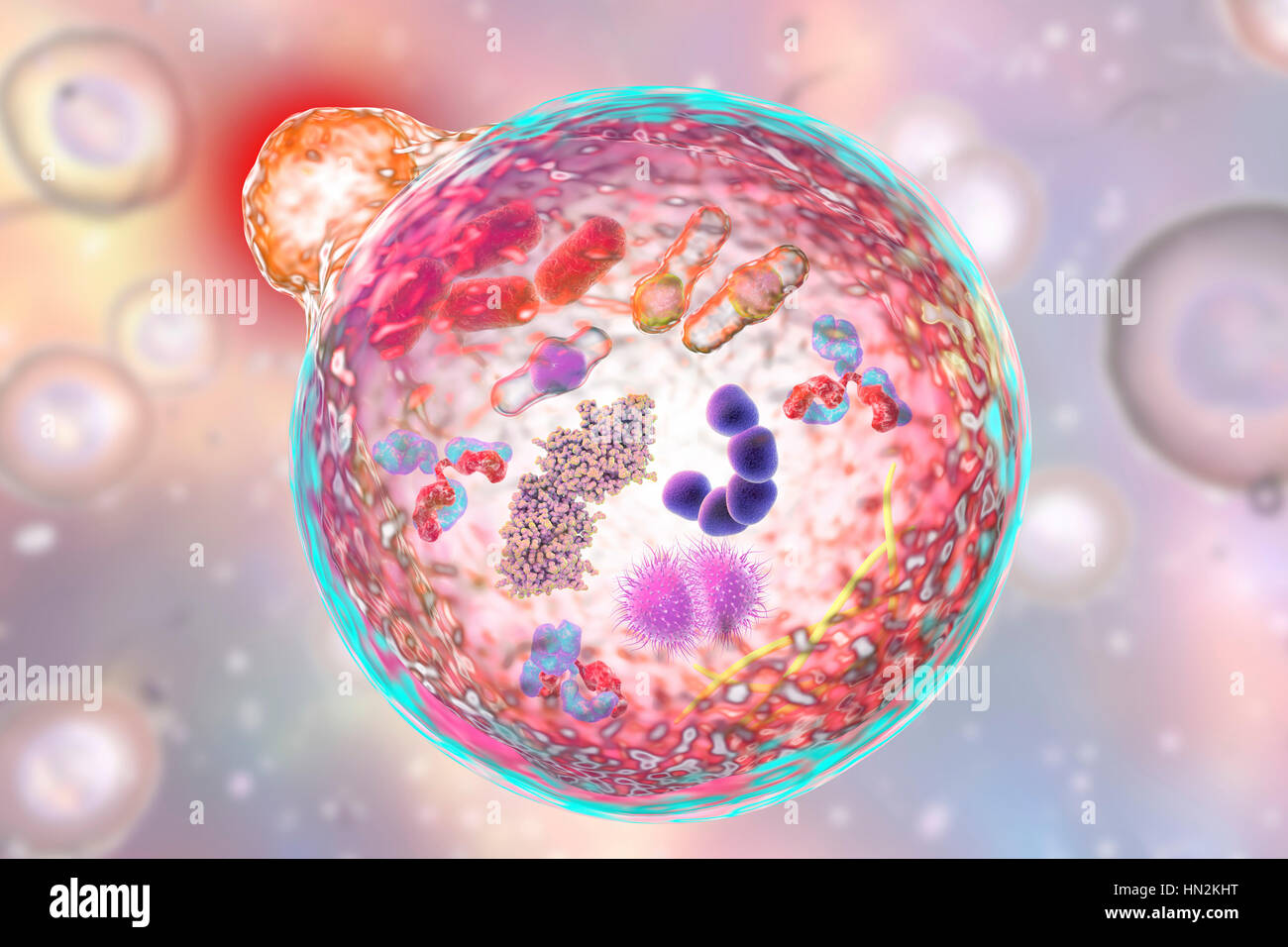 Autophagy. Computer illustration of a lysosome (orange) fusing with an autophagosome (large sphere). Autophagy (autophagocytosis) is the natural mechanism that destroys unnecessary or dysfunctional cellular components and recycles their materials. The target components are first isolated from the rest of the cell within the double-membraned autophagosome. This then fuses with a lysosome, the contents of which degrade the target components. The 2016 Nobel Prize in Physiology or Medicine was awarded to Japanese cell biologist Yoshinori Ohsumi for his discoveries of mechanisms for autophagy. Stock Photo