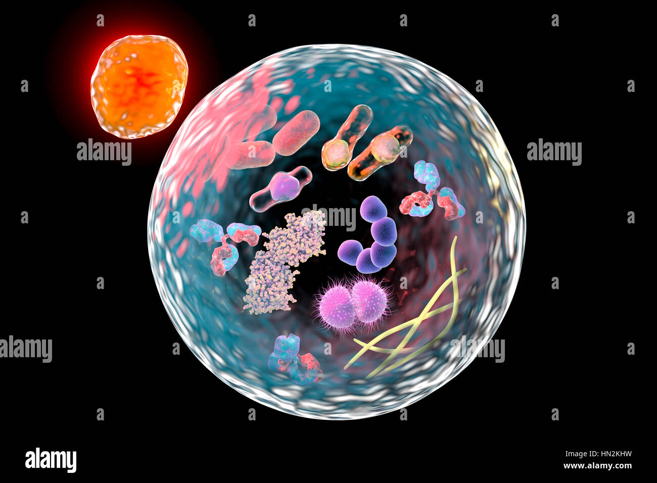 Autophagy. Computer illustration of a lysosome (orange) fusing with an autophagosome (large sphere). Autophagy (autophagocytosis) is the natural mechanism that destroys unnecessary or dysfunctional cellular components and recycles their materials. The target components are first isolated from the rest of the cell within the double-membraned autophagosome. This then fuses with a lysosome, the contents of which degrade the target components. The 2016 Nobel Prize in Physiology or Medicine was awarded to Japanese cell biologist Yoshinori Ohsumi for his discoveries of mechanisms for autophagy. Stock Photo