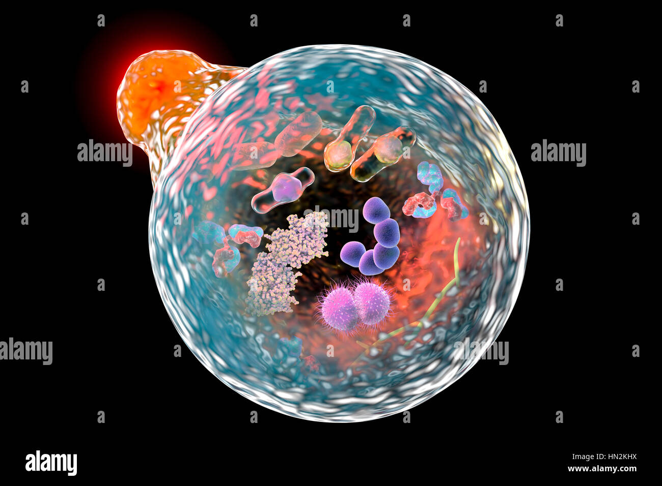 Autophagy. Computer illustration of a lysosome (orange) fusing with an autophagosome (large sphere). Autophagy (autophagocytosis) is the natural mechanism that destroys unnecessary or dysfunctional cellular components and recycles their materials. The target components are first isolated from the rest of the cell within the double-membraned autophagosome. This then fuses with a lysosome, the contents of which degrade the target components. The 2016 Nobel Prize in Physiology or Medicine was awarded to Japanese cell biologist Yoshinori Ohsumi for his discoveries of mechanisms for autophagy. Stock Photo