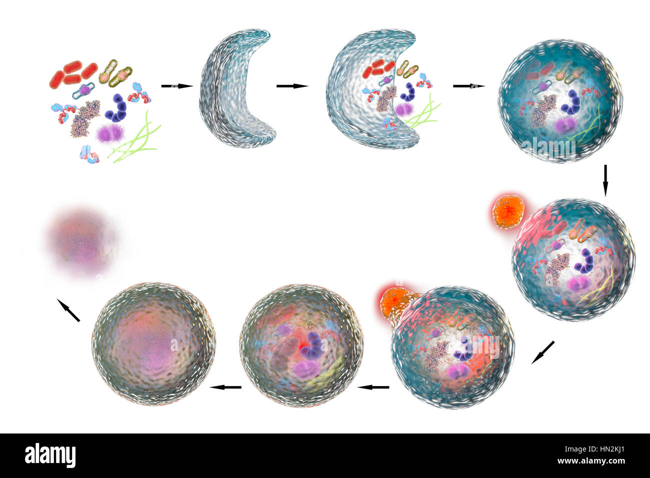 Autophagy,computer illustration.Autophagy (autophagocytosis) is natural mechanism that destroys unnecessary or dysfunctional cellular components recycles their materials.The stages of autophagy are shown clockwise from top left.First cellular components for degradation are collected together.The Stock Photo