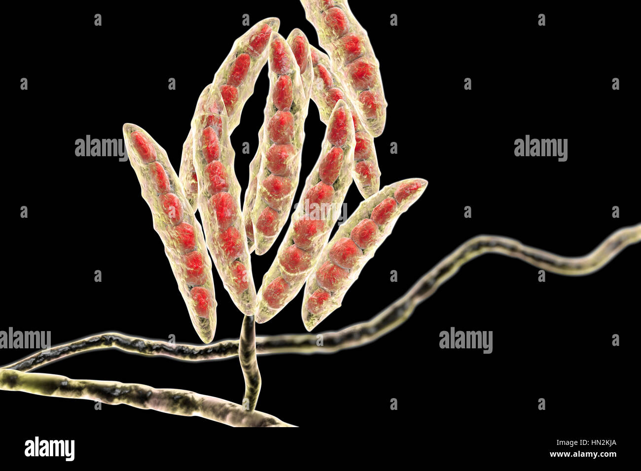 Computer illustration of conidia (asexual spores) from a Fusarium sp. fungus. Some Fusarium fungi are pathogens of plants and humans. Stock Photo