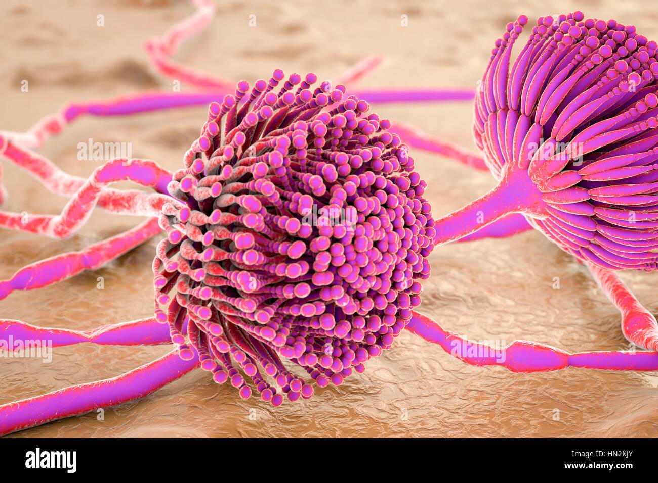 Aspergillus fungus, computer illustration. This is a toxic fungus that causes diseases in humans. These include fungal ear, lung and skin infections (lobomycosis and pulmonary aspergillosis, and mycotic keratitis). It also produces aflatoxin, one of the most powerful naturally occurring carcinogens. This can cause cancers and disorders of the lung, liver, spleen, stomach, colon and kidney. Stock Photo