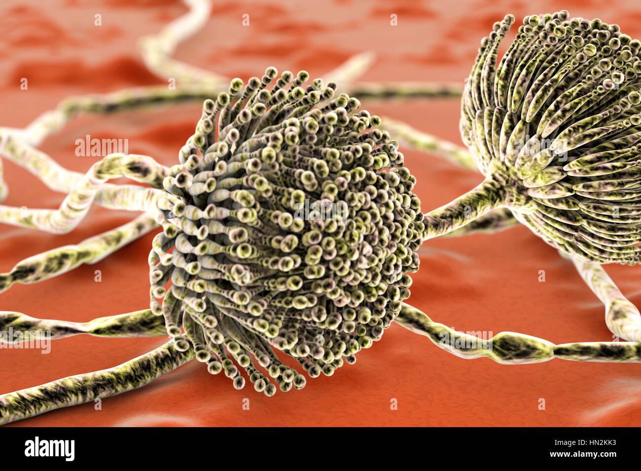 Aspergillus fungus, computer illustration. This is a toxic fungus that