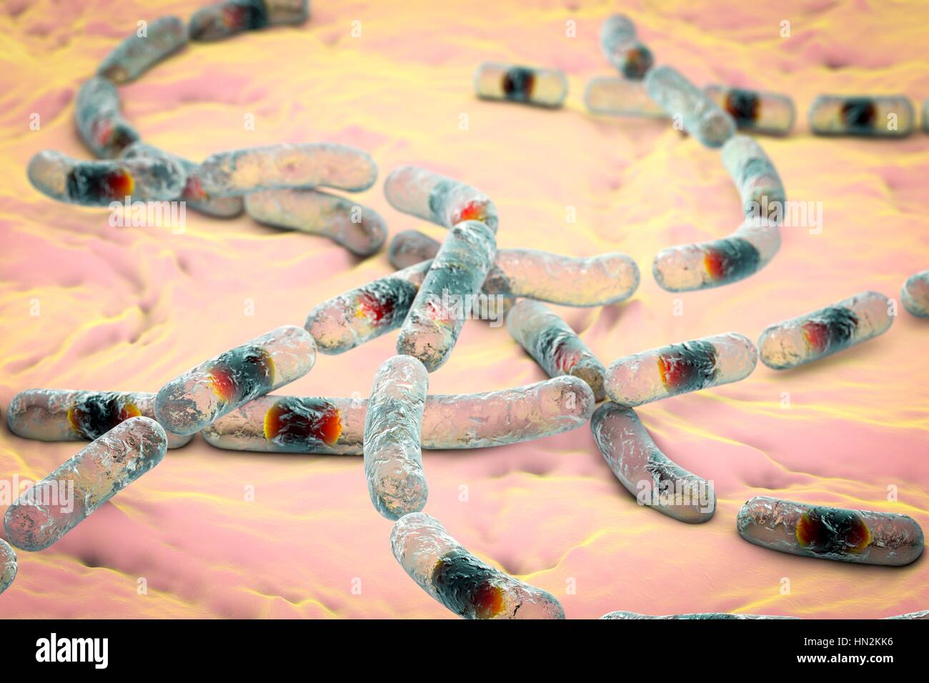 Bacillus cereus bacteria, computer illustration. These are Gram-positive rod-shaped spore-producing bacteria, that are often arranged in chains (streptobacilli). Some strains can cause food poisoning. Stock Photo