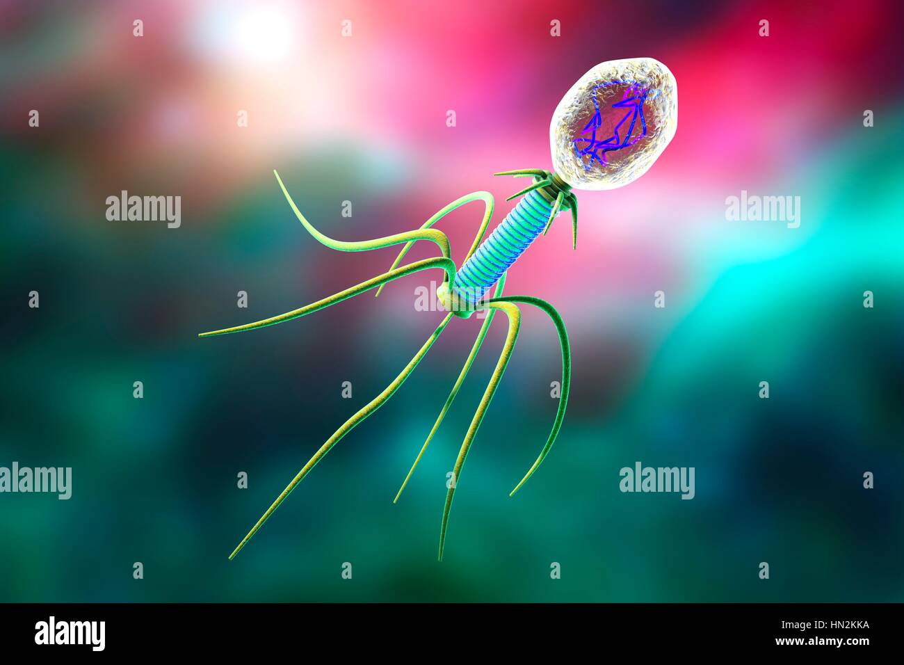 Phage hi-res stock photography and images - Alamy
