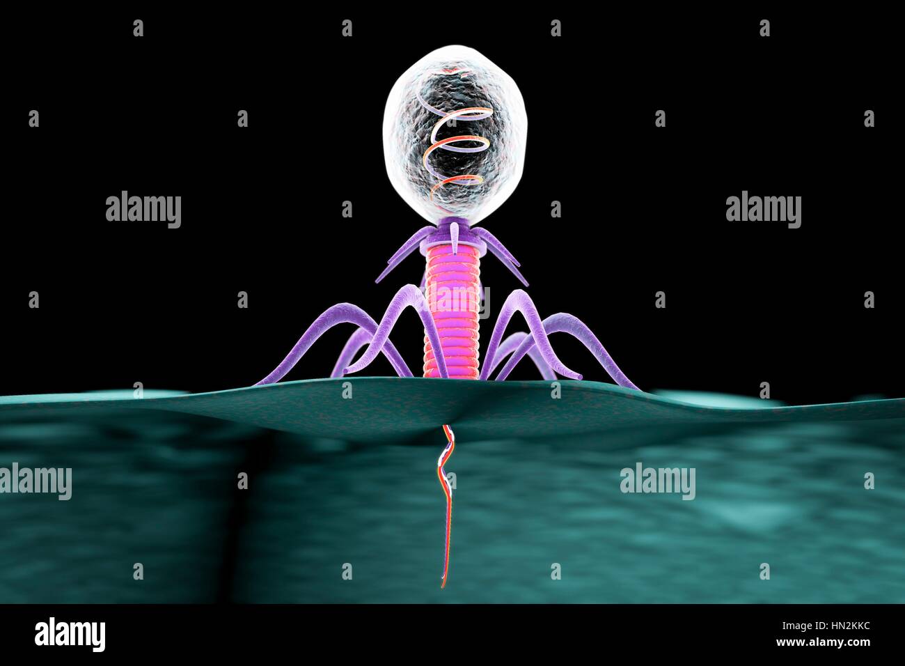 Phage hi-res stock photography and images - Alamy