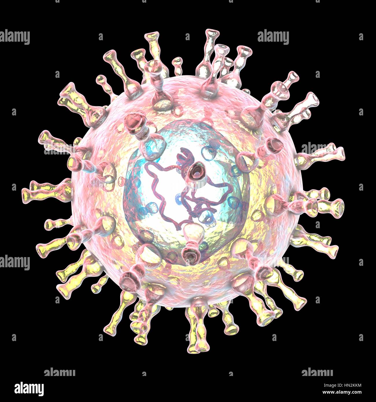 Computer illustration of a varicella zoster virus particle, the cause ...