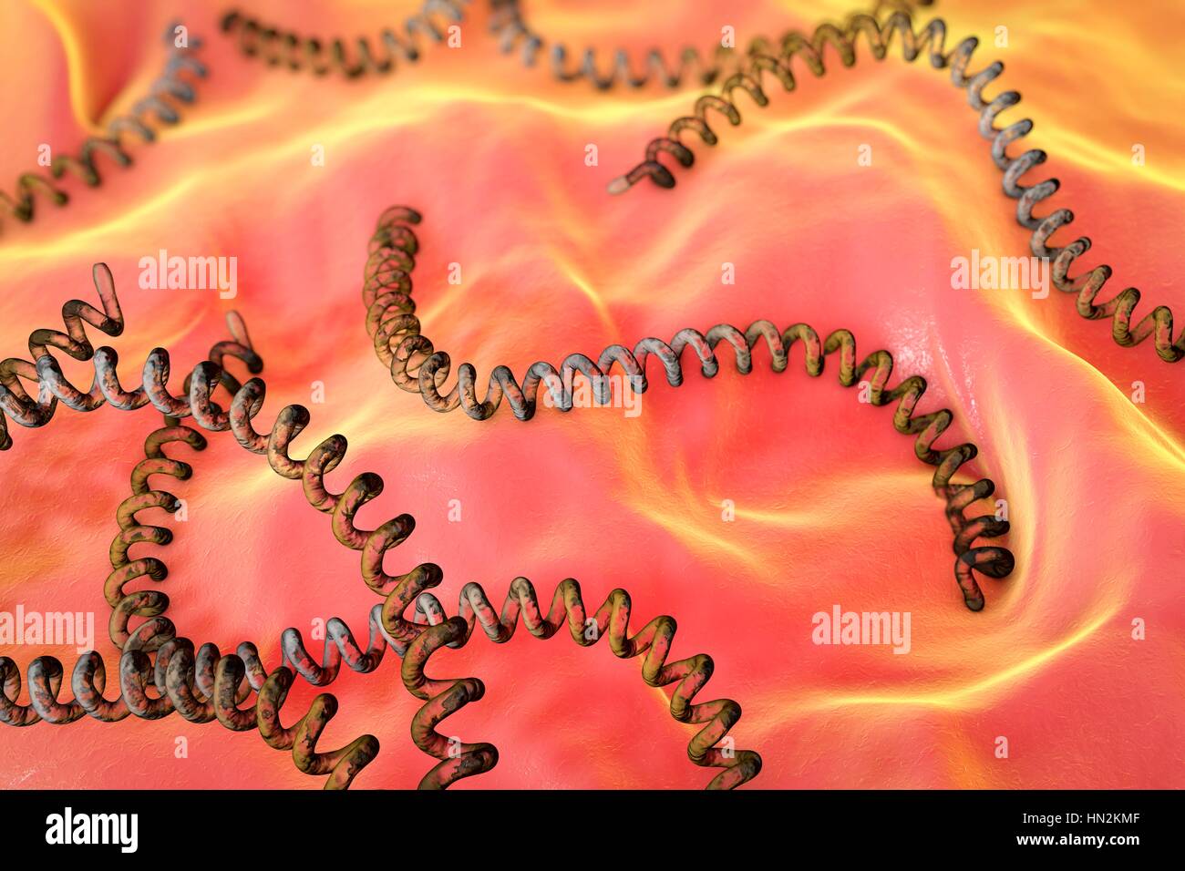 Leptospira illustration.Leptospira is one of group of