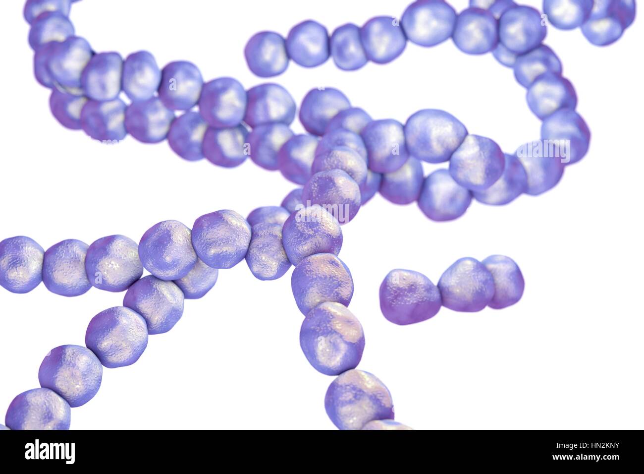 Streptococcus bacteria, computer illustration. Streptococcus bacteria ...