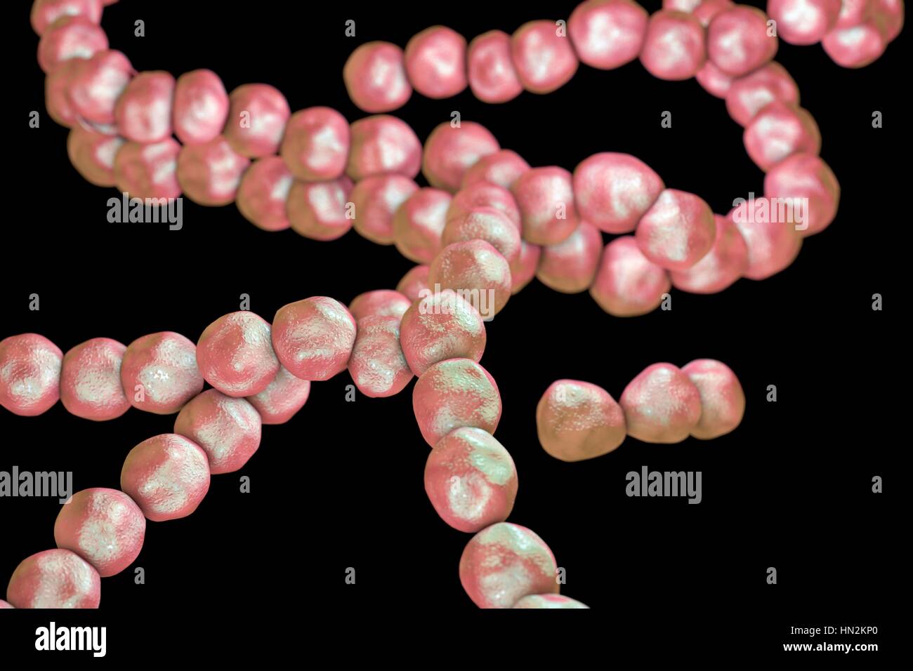 Streptococcus bacteria, computer illustration. Streptococcus bacteria are an example of cocci (round bacteria) that form chains. There are over 50 species of Streptococcus bacteria, some of which cause disease in humans. Stock Photo