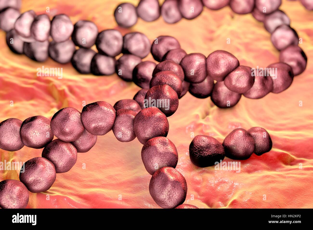 Streptococcus bacteria, computer illustration. Streptococcus bacteria are an example of cocci (round bacteria) that form chains. There are over 50 species of Streptococcus bacteria, some of which cause disease in humans. Stock Photo