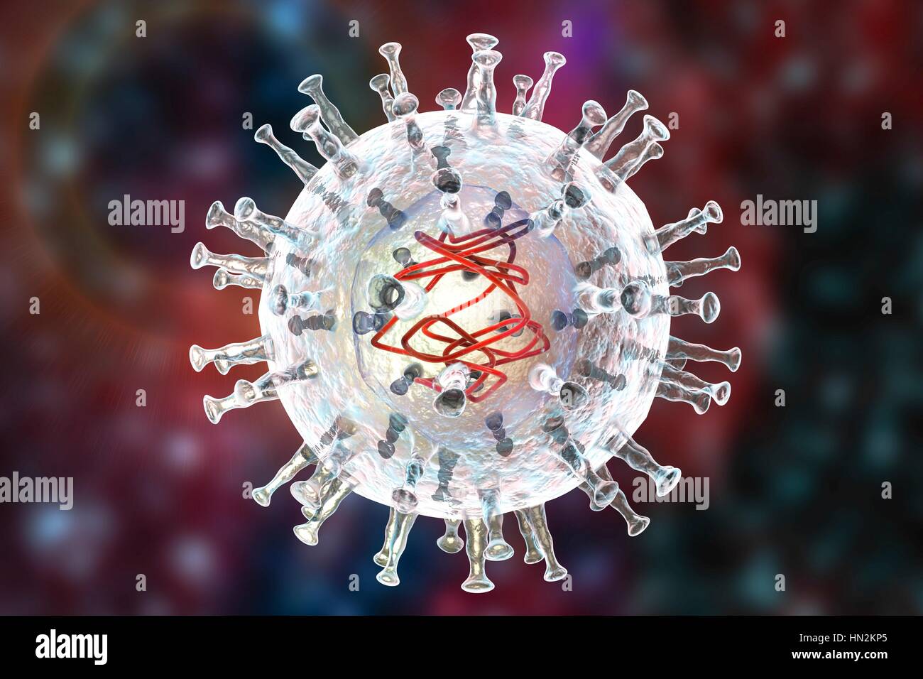 African swine fever virus, illustration. This virus is a member of the iridovirus group that causes African swine fever. Unlike other DNA- containing vertebrate viruses (except the poxviruses), the iridovirus replicates in the host cell's cytoplasm (most others replicate in the nucleus). Stock Photo
